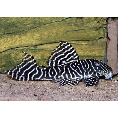 L333 Hypancistrus sp. cb - 2.5 - 3 cm