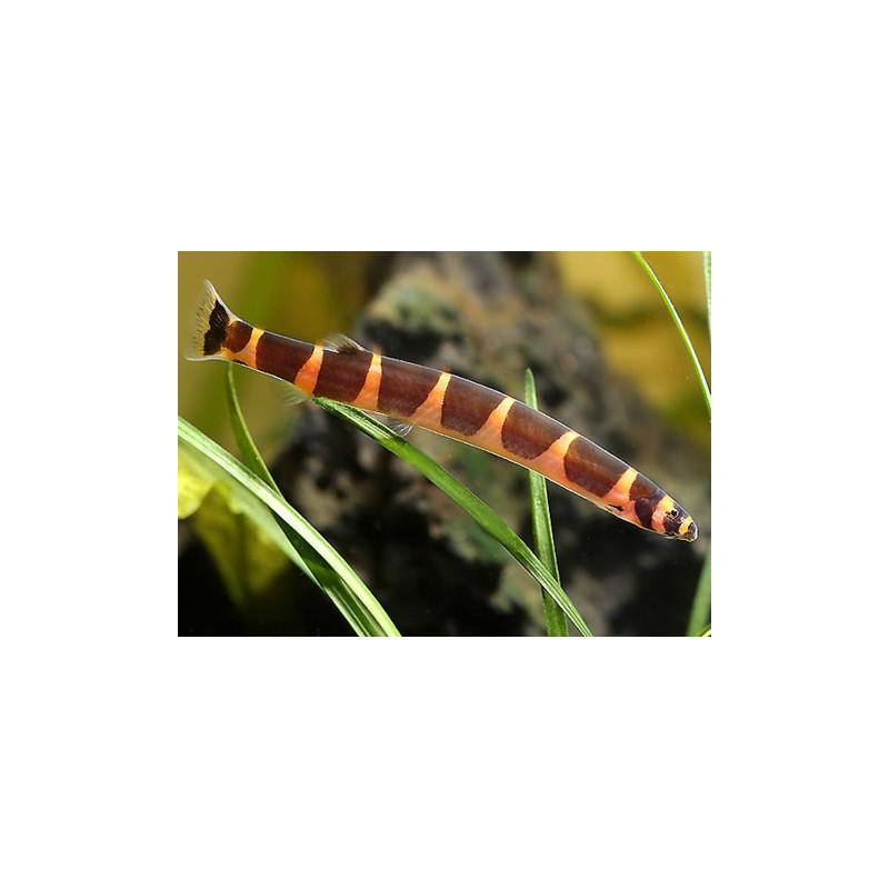 Acanthophthalmus kuhli - 4 - 5 cm
