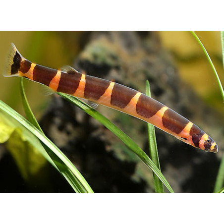 Acanthophthalmus kuhli - 4 - 5 cm