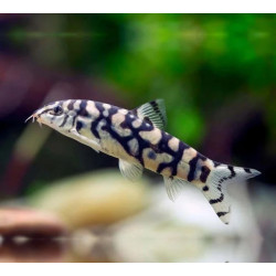Botia lohachata - 3 - 4 cm