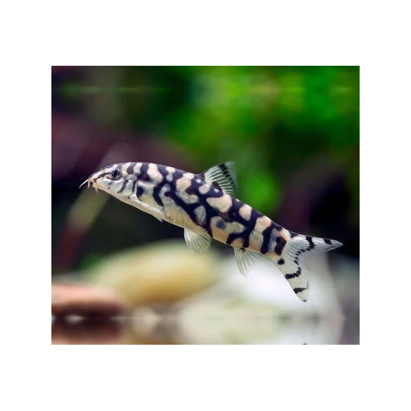 Botia lohachata - 3 - 4 cm