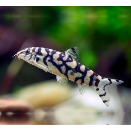 Botia lohachata - 3 - 4 cm