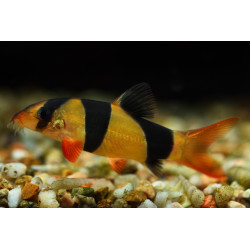 Botia macracantha - 4 - 5 cm