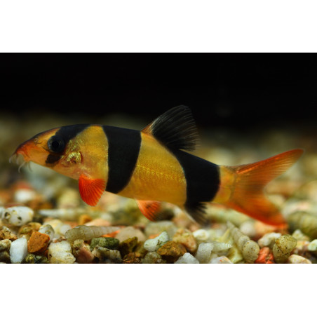 Botia macracantha - 4 - 5 cm