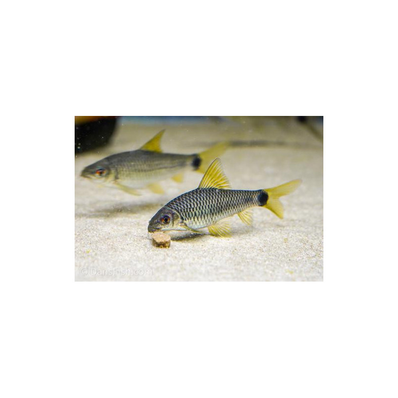Crossocheilus reticulatus - 3 - 4 cm