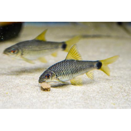 Crossocheilus reticulatus - 3 - 4 cm