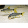Crossocheilus reticulatus - 3 - 4 cm