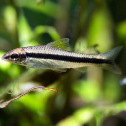 Crossocheilus siamensis - 3 - 3.5 cm