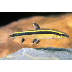 Epalzeorhynchus kallopterus - 4 - 6 cm