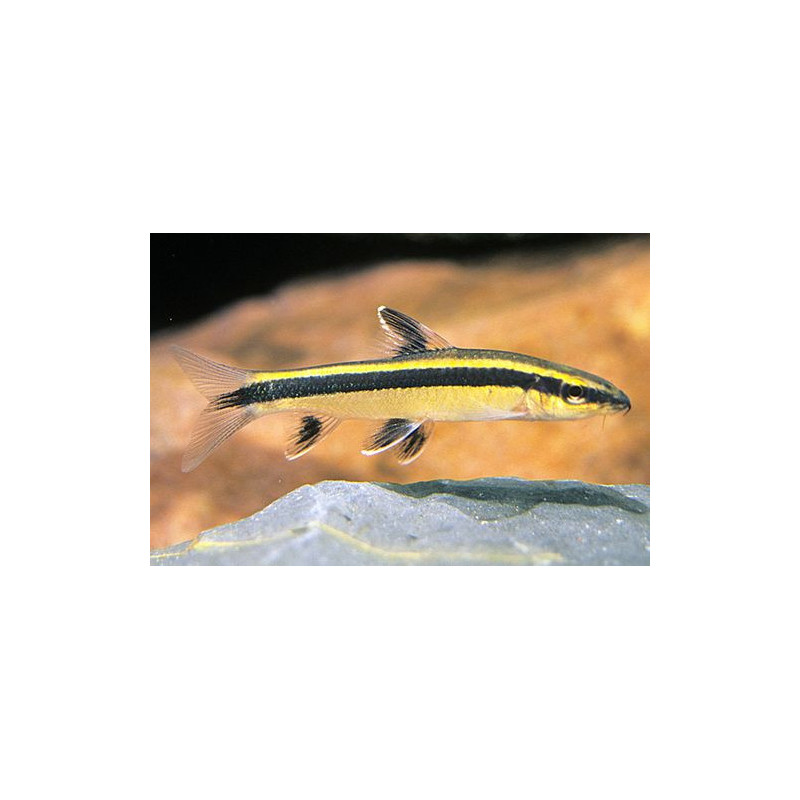 Epalzeorhynchus kallopterus - 4 - 6 cm