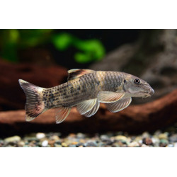Garra flavatra - 3 - 4 cm