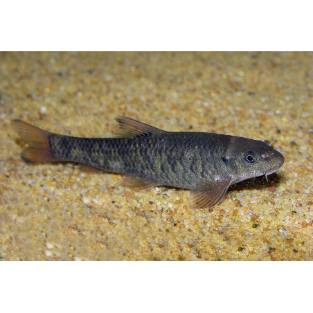 Garra gotyla - 5 - 6 cm