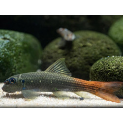 Garra redtail - 3 - 4 cm