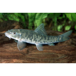 Garra rufa - 3 - 4 cm