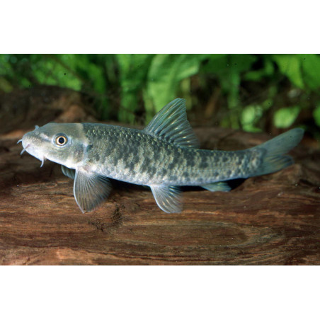 Garra rufa - 4 - 5 cm