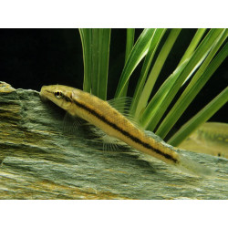 Gyrinocheilus aymonieri - 4 - 5 cm