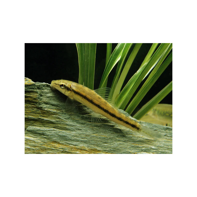 Gyrinocheilus aymonieri - 4 - 5 cm