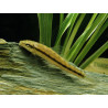 Gyrinocheilus aymonieri - 4 - 5 cm