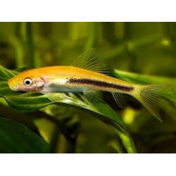 Gyrinocheilus aymonieri black gold - 4 cm