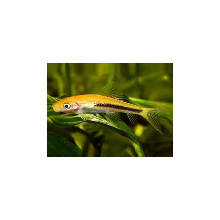 Gyrinocheilus aymonieri black gold - 4 cm