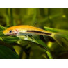 Gyrinocheilus aymonieri black gold - 4 cm