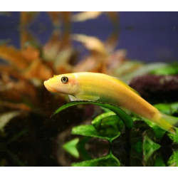 Gyrinocheilus aymonieri gold - 4 cm