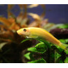 Gyrinocheilus aymonieri gold - 4 cm