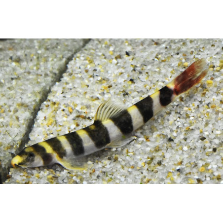 Kapuasia maculiceps - 5 - 7 cm