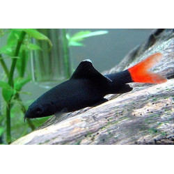 Labeo bicolor - 3 - 4 cm