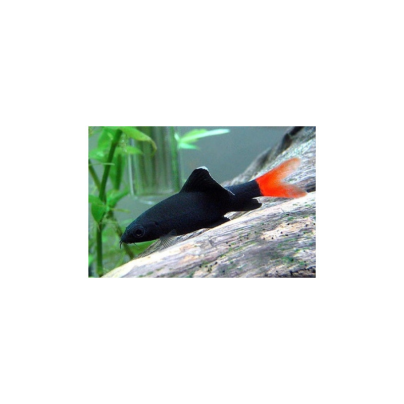 Labeo bicolor - 3 - 4 cm