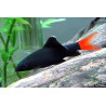 Labeo bicolor - 3 - 4 cm