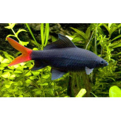 Labeo frenatus - 4 - 6 cm