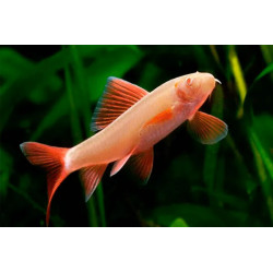 Labeo frenatus albin - 3 - 4 cm