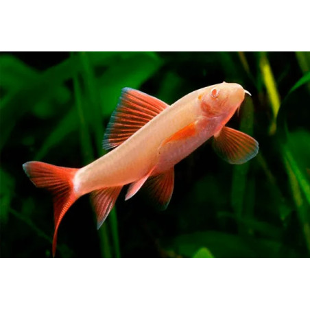 Labeo frenatus albin - 3 - 4 cm