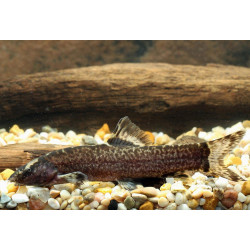 Leptobotia taeniops - 5 - 7 cm