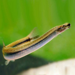 Pangio kuhlii anguillaris - 6 - 7 cm