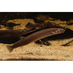 Pangio kuhlii javanicus - 6 - 7 cm