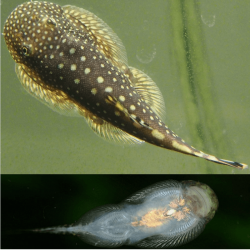 Pseudogastromyzon myersi - 3 - 5 cm