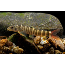 Shistura mahnerti - 4 - 5 cm