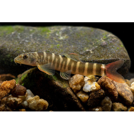 Shistura mahnerti - 4 - 5 cm
