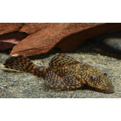 L393 Ancistrus sp. - 3.5 - 4 cm