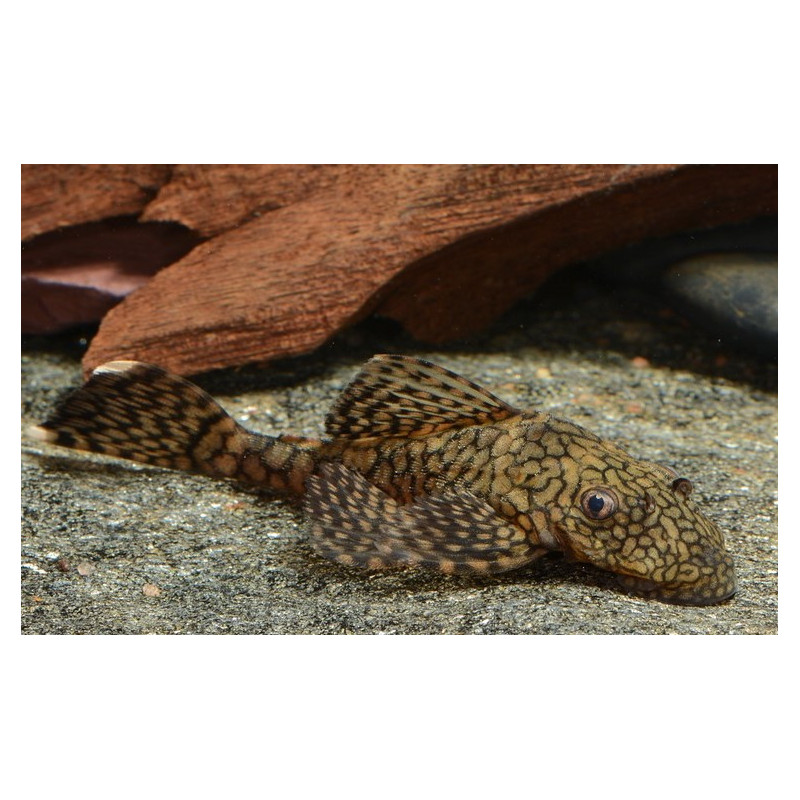 L393 Ancistrus sp. - 3.5 - 4 cm