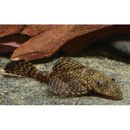 L393 Ancistrus sp. - 3.5 - 4 cm