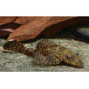 L393 Ancistrus sp. - 3.5 - 4 cm