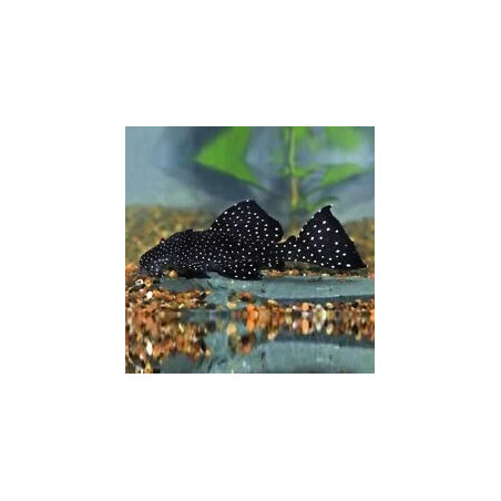 L59 Ancistrus sp. yellow spot. - 3 - 4 cm