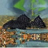 L59 Ancistrus sp. yellow spot. - 3 - 4 cm
