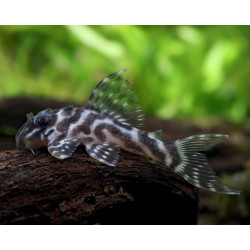 L66 Hypancistrus sp. king tiger pleco - 3.5