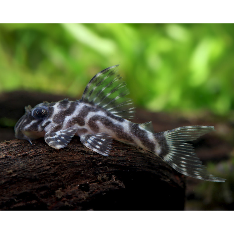 L66 Hypancistrus sp. king tiger pleco - 3.5