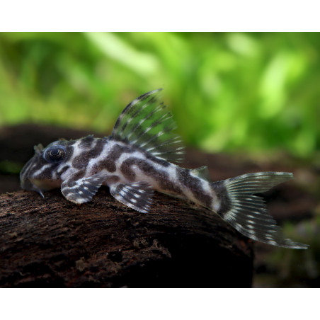 L66 Hypancistrus sp. king tiger pleco - 3.5