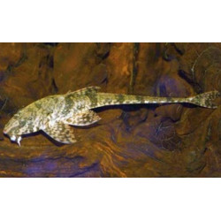 Loricaria filamentosa - 6 - 7 cm